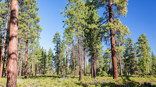 How to Choose the Right Lot for Your Dream Home in Central Oregon